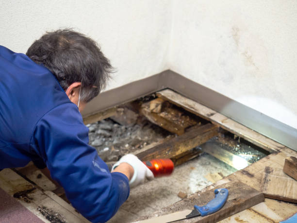 Best Commercial Mold Removal  in Newton Falls, OH