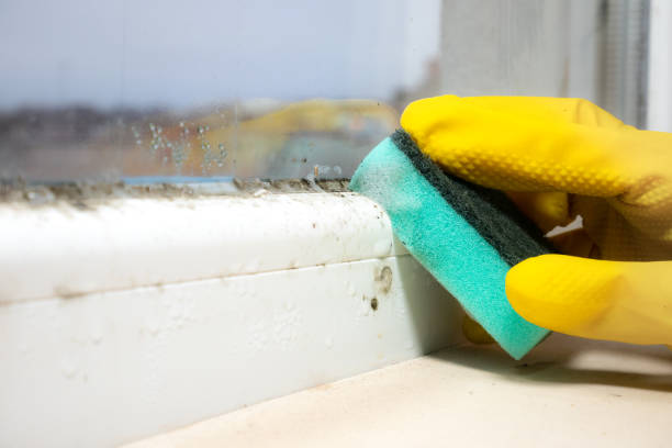 Best Affordable Mold Removal  in Newton Falls, OH
